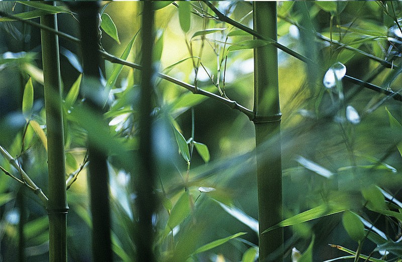 Bamboo lyocell Fabric Bamboo lyocell Fabric